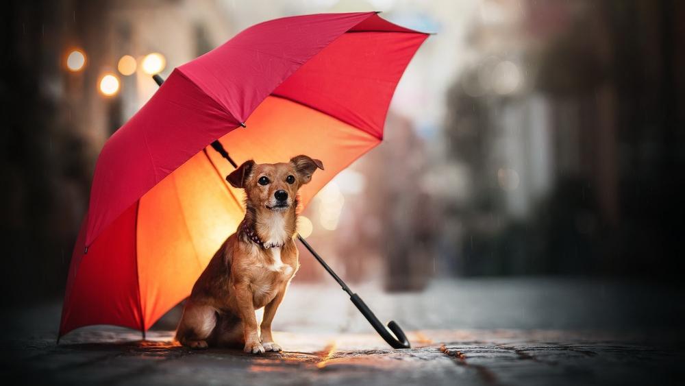 Red Umbrella Shelter for a Loyal Companion wallpaper