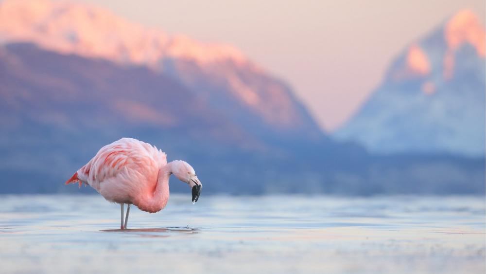 Flamingo in Serene Mountain Setting wallpaper