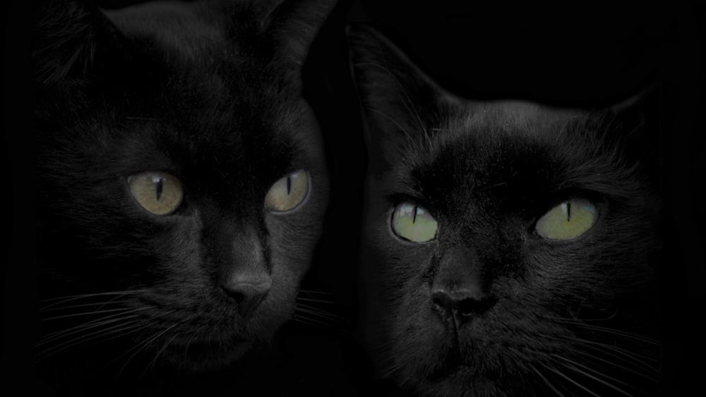 Black cats as brothers wallpaper