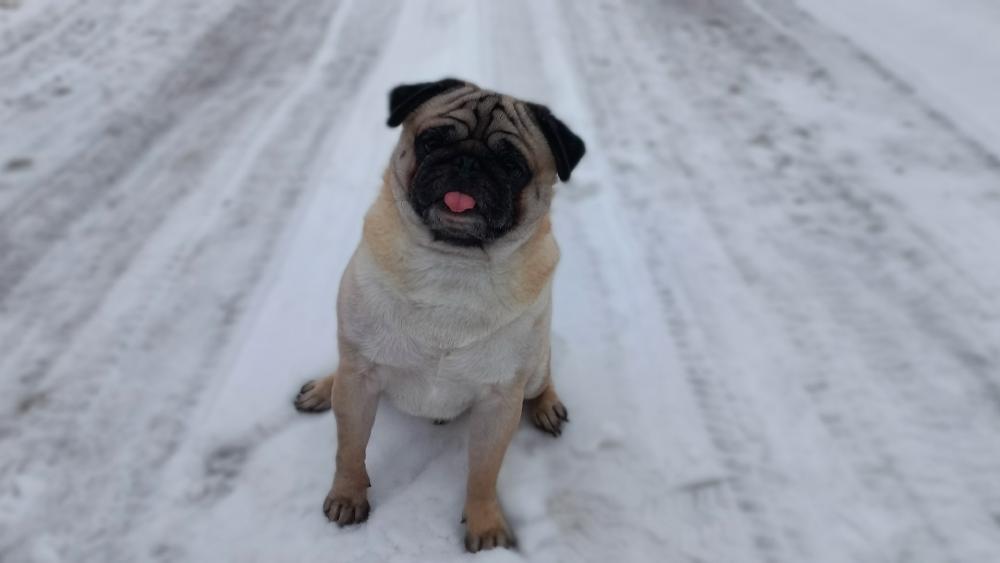 Pug Enjoying a Playful Winter Wonderland wallpaper
