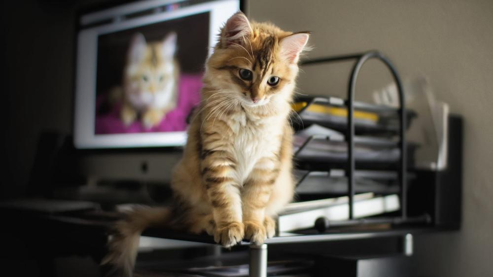 Adorable Kitten in Sharp Focus on Desk wallpaper