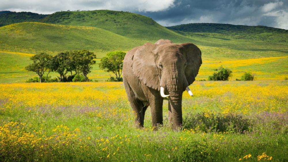 Serene Elephant in Vibrant Grassland wallpaper