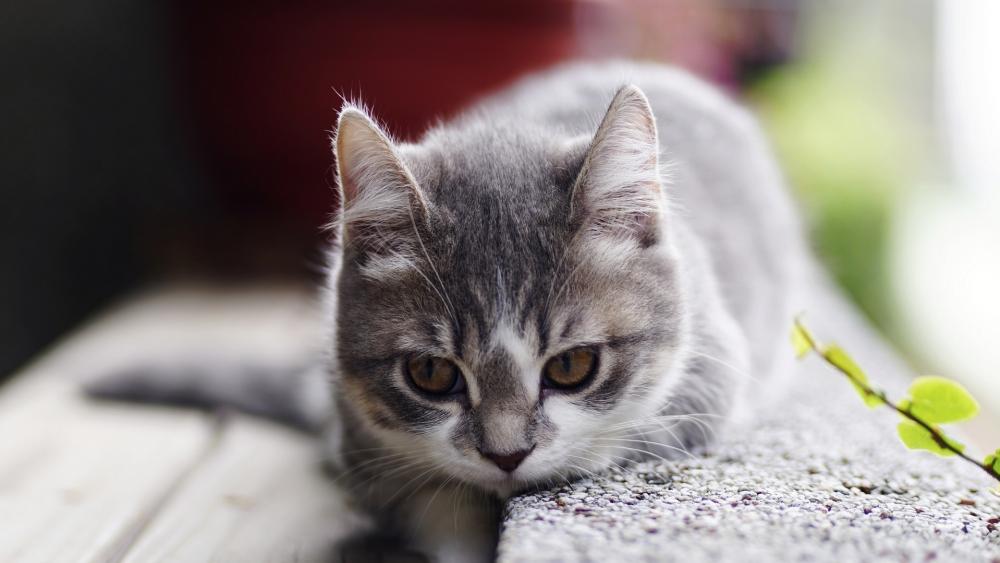 Gentle Gaze of the Curious Kitten wallpaper