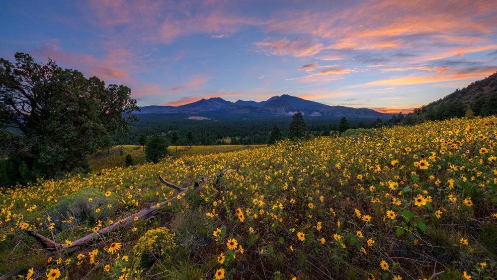 Sunlit Meadows of Flagstaff's Wildflowers at Dusk wallpaper