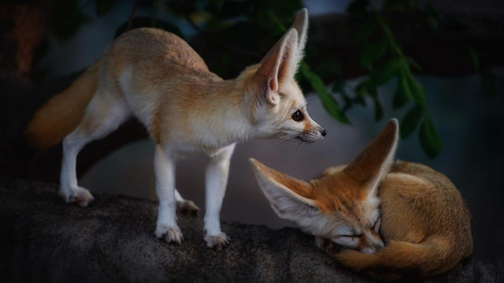 Fennec Fox Duo in Peaceful Rest wallpaper