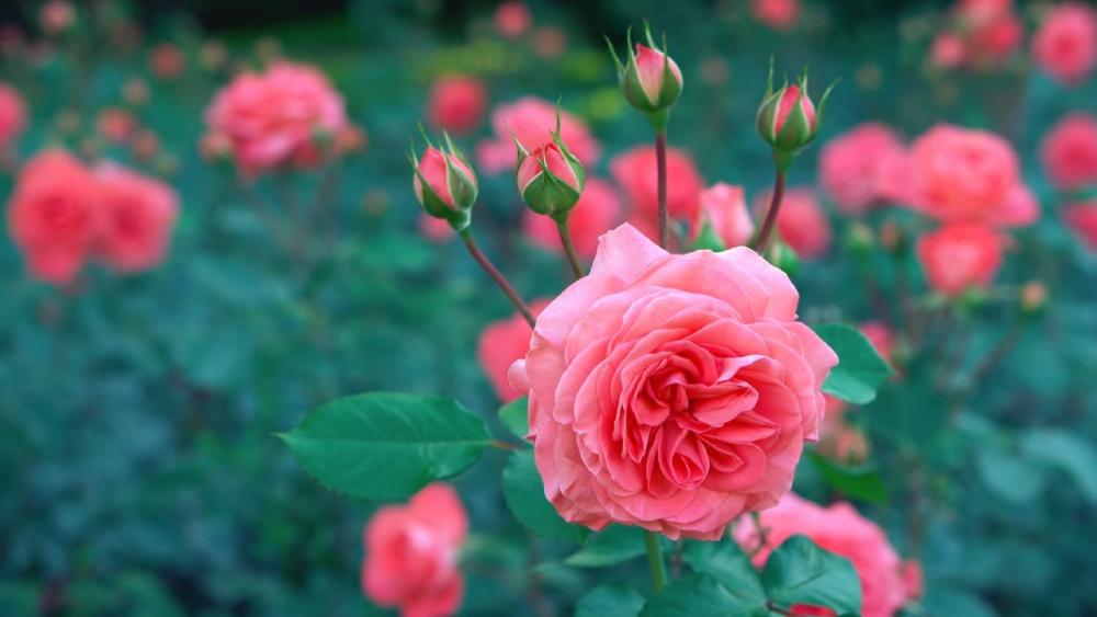 Blooming Beauty A Symphony of Pink Roses wallpaper