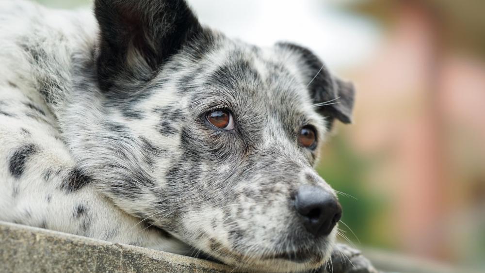 Gentle Contemplation of a Spotted Companion wallpaper
