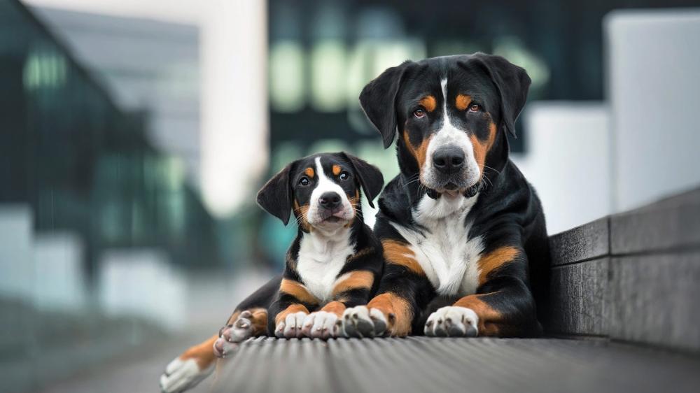 Loyal Companions in Urban Serenity wallpaper