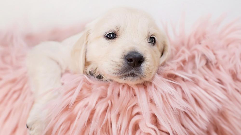 Golden Retriever Puppy Blissful Rest wallpaper