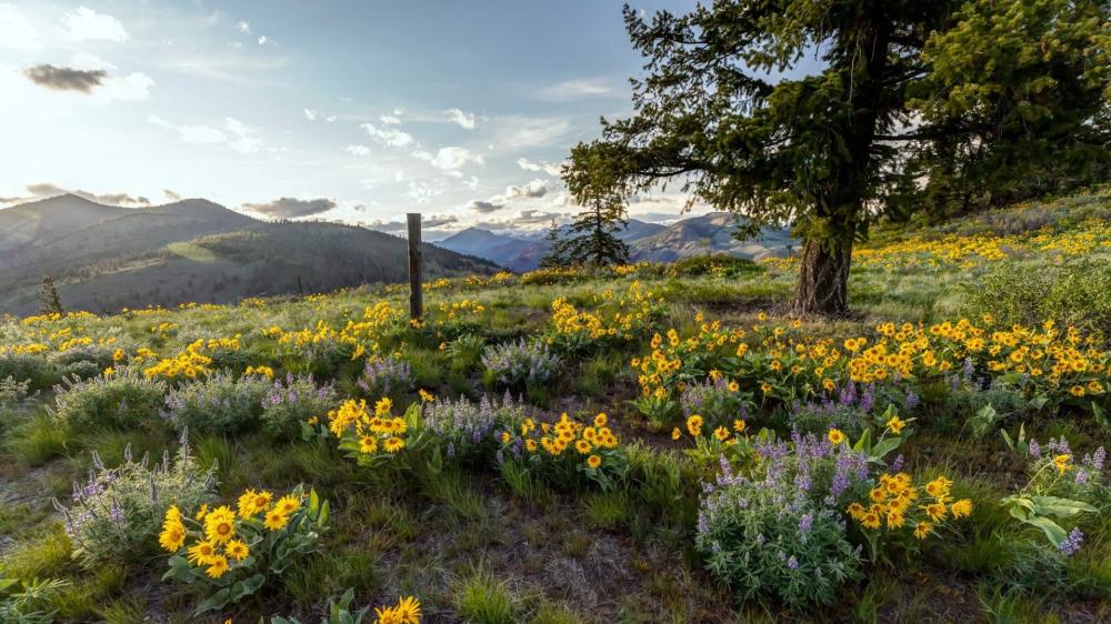 Golden Wildflowers Under a Mountain Sky wallpaper