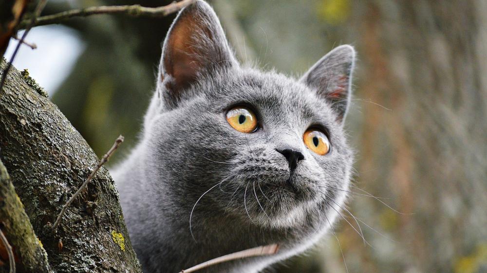 British Shorthair in Enchanting Nature Setting wallpaper