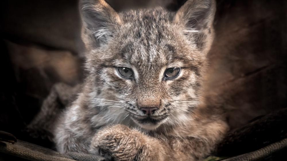 Baby Lynx in a Playful Pose wallpaper