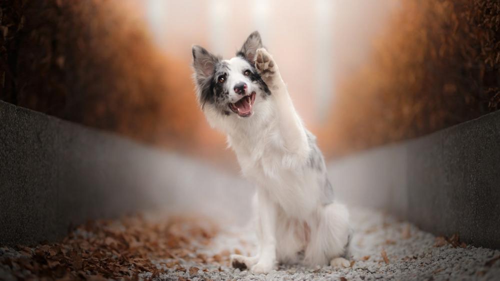 Energetic Australian Shepherd in Autumn Pathway wallpaper