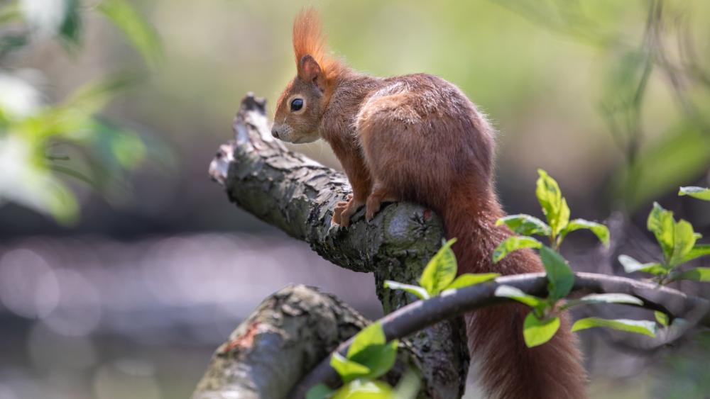 Red Squirrel in Natural Habitat wallpaper