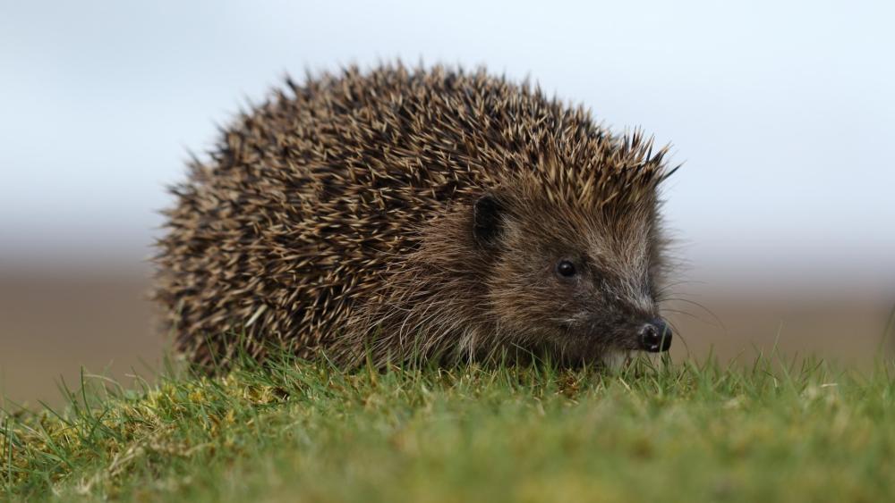 Hedgehog in Natural Habitat wallpaper