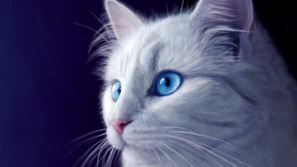 White Cat with Striking Blue Eyes wallpaper
