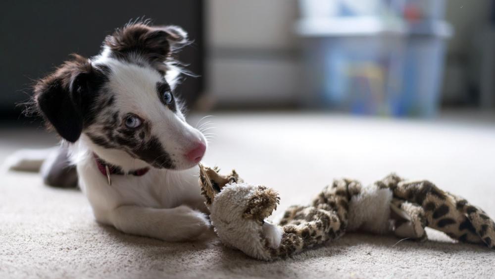 Adorable Border Collie Puppy Playtime Moment wallpaper