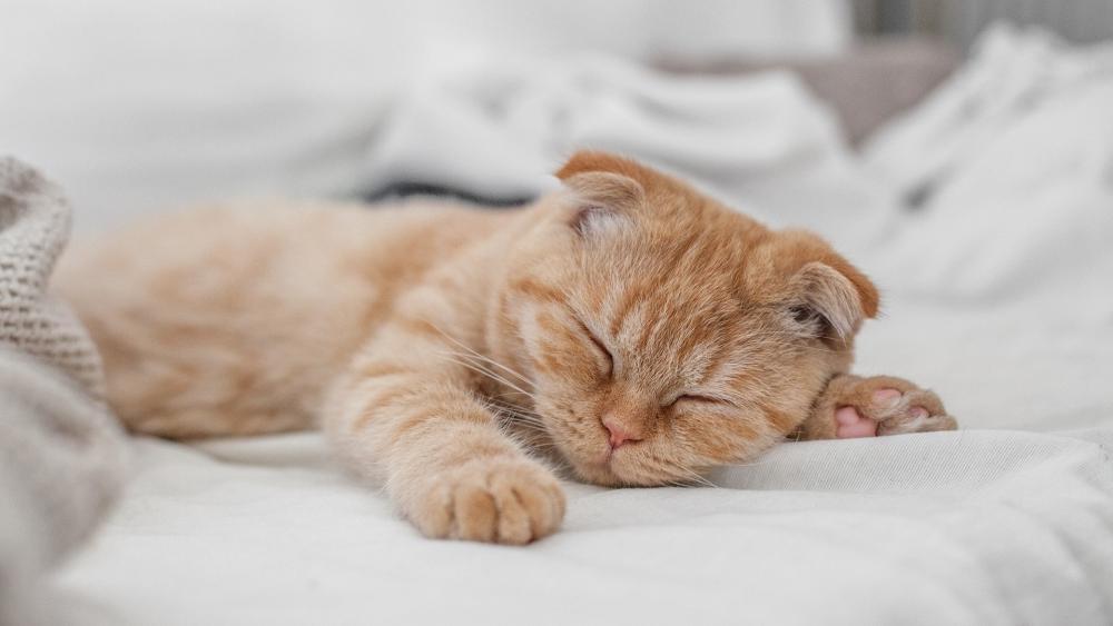 Serene Nap of a Ginger Cat wallpaper