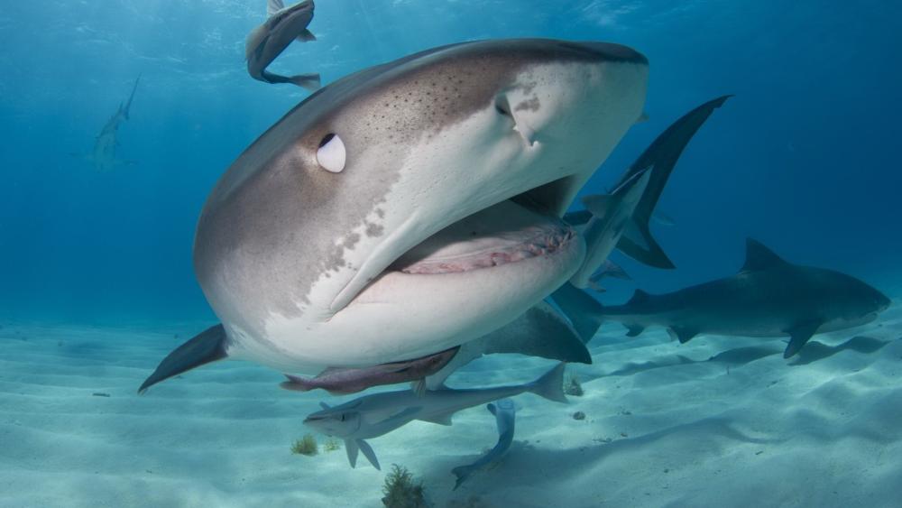 Majestic Sharks in the Ocean's Embrace wallpaper