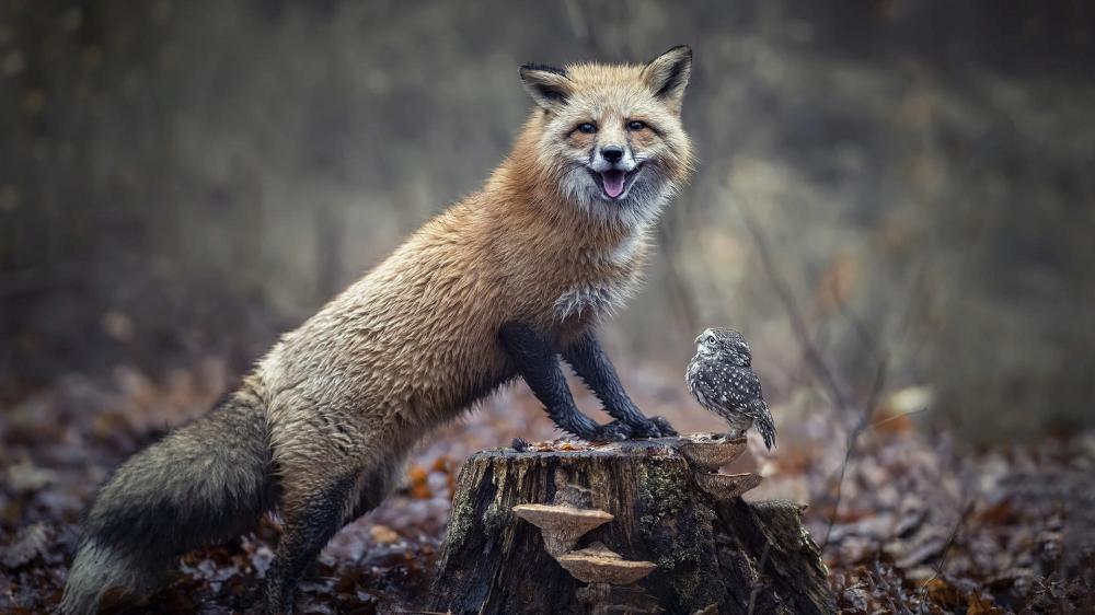 Playful Fox and Owl in Enchanted Forest wallpaper