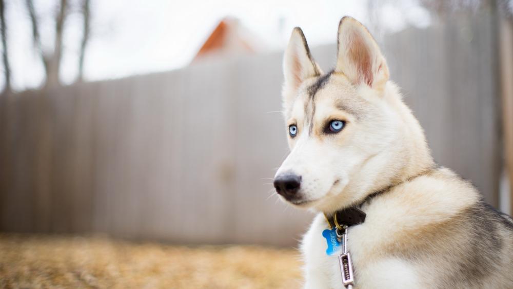 Sled Dog in Autumn wallpaper