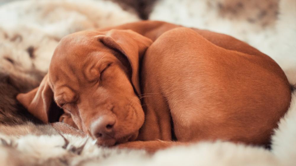 Sleeping Vizsla Puppy Serenity wallpaper