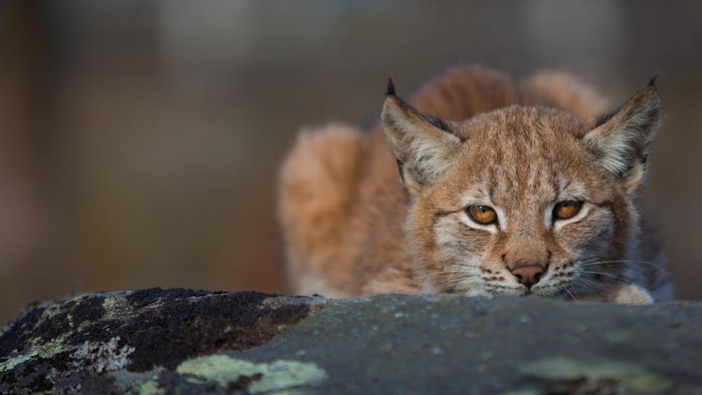 Majestic Bobcat Resting in Nature's Embrace wallpaper