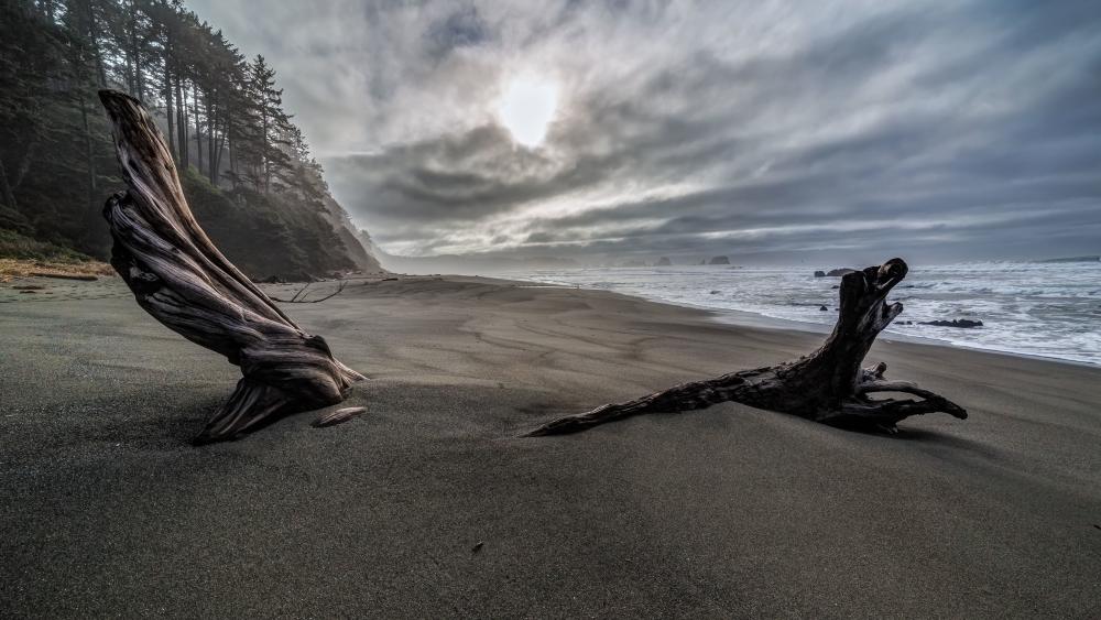 Shi Shi Beach Serenity at Olympic National Park wallpaper