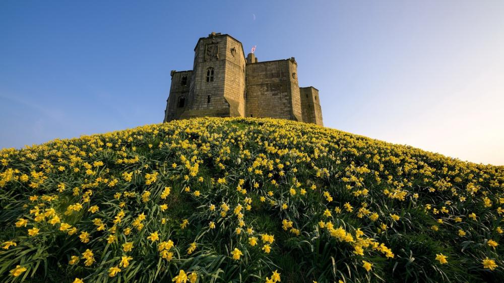 Warkworth Castle atop a Blooming Hilltop wallpaper