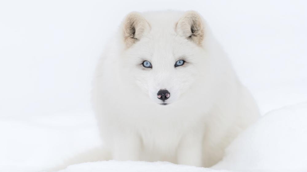 Arctic Fox in Pristine Snowy Wilderness wallpaper