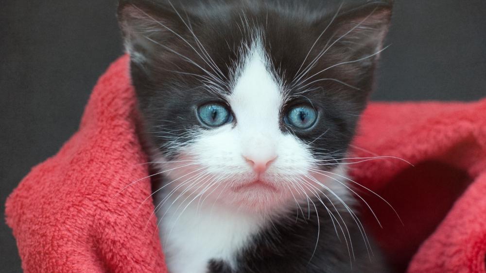 Adorable Kitten Wrapped in Red Blanket wallpaper