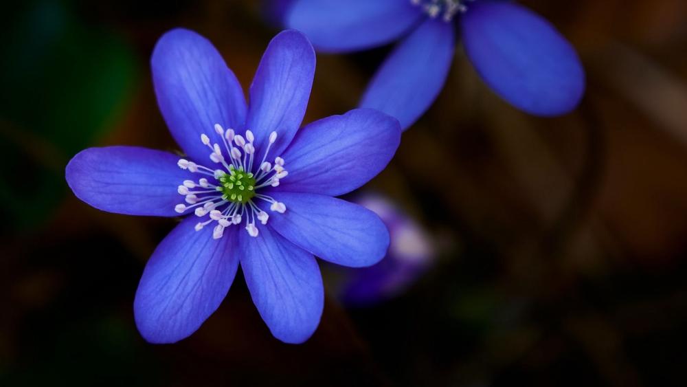 Blue Blossom Radiance in Close-Up Detail wallpaper