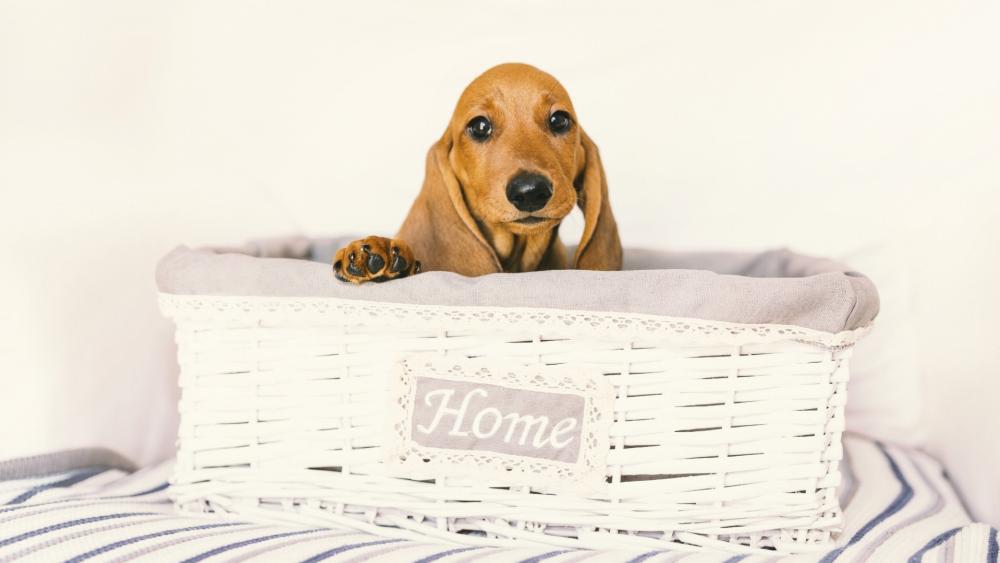 Adorable Dachshund Puppy in Cozy Basket wallpaper