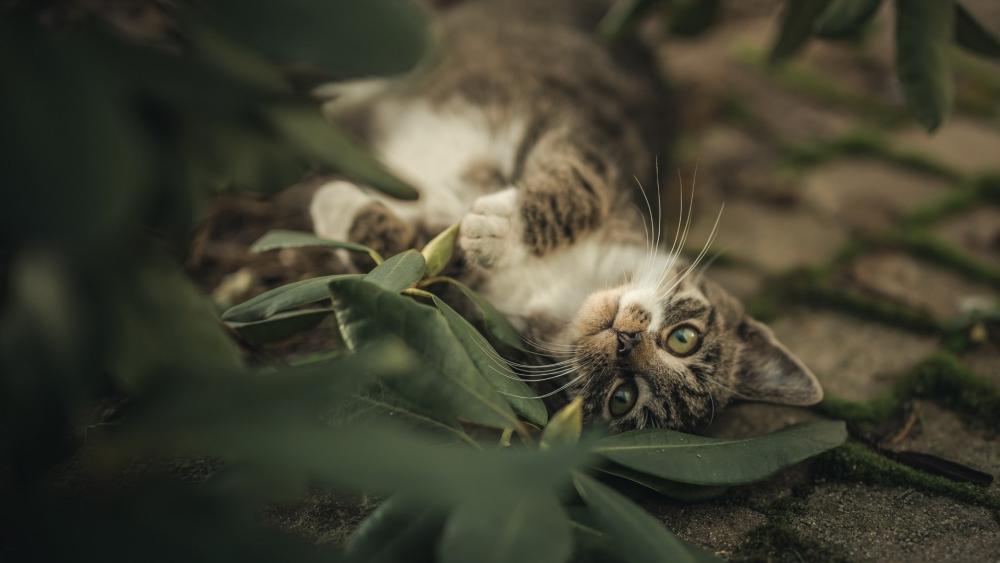 Playful Cat Relaxing in Nature wallpaper