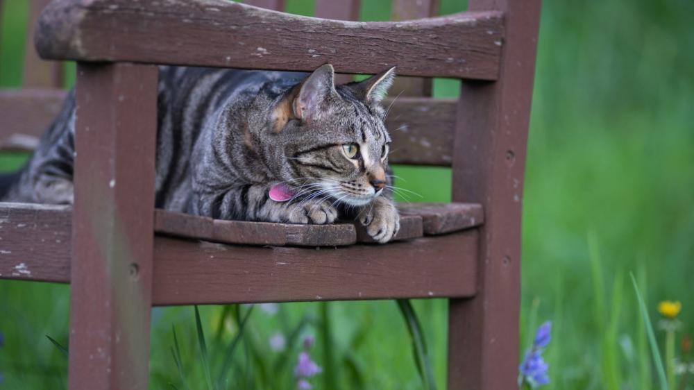 Tabby Cat in Tranquil Garden Mood wallpaper