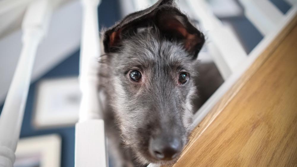 Curious Puppy on the Stairs wallpaper