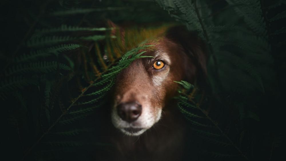 Peeking Pooch Among the Ferns wallpaper