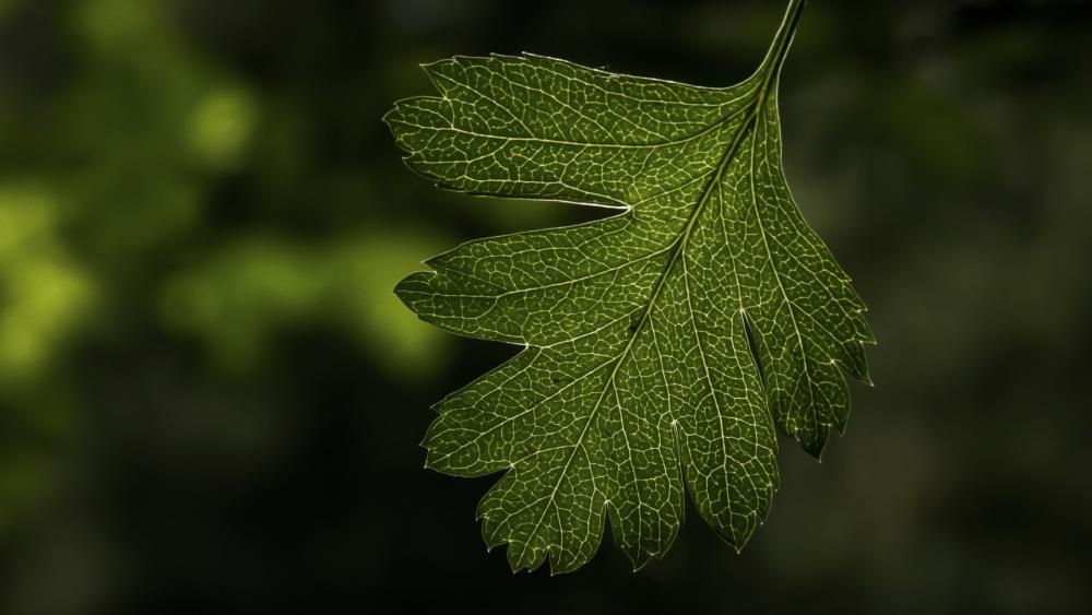 Intricate Nature Green Leaf Elegance wallpaper