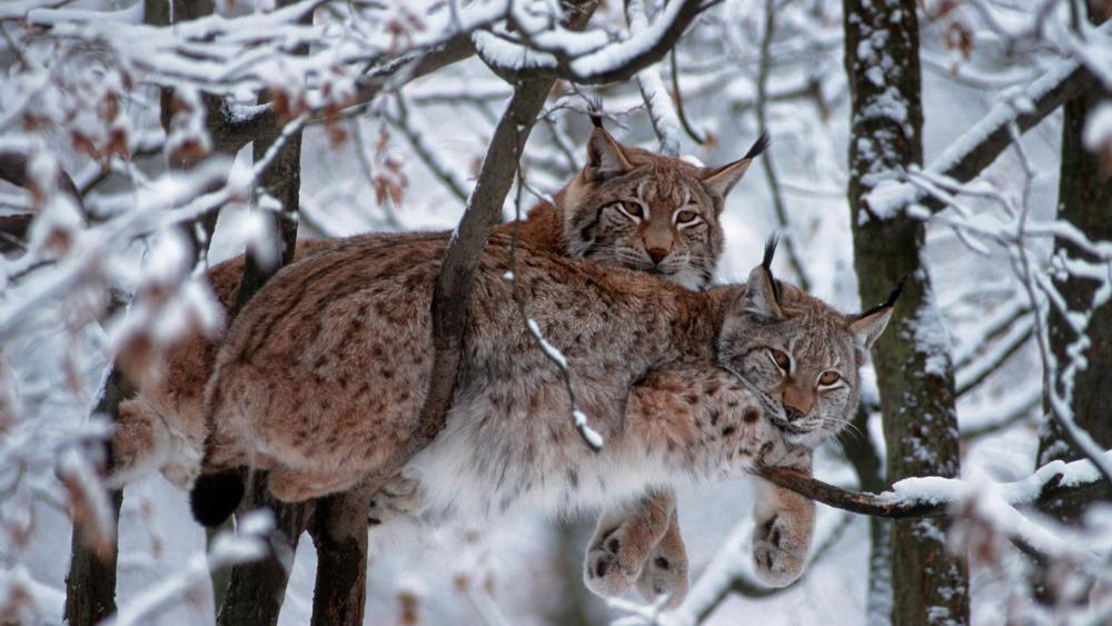 Bobcats Resting in a Snowy Forest Enclave wallpaper