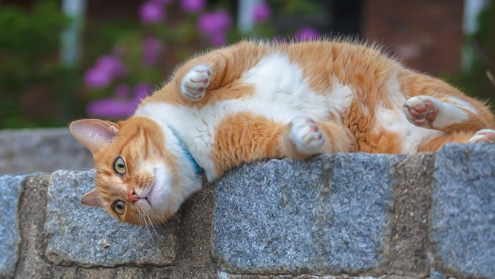 Playful Ginger Cat Lounging Outdoors wallpaper