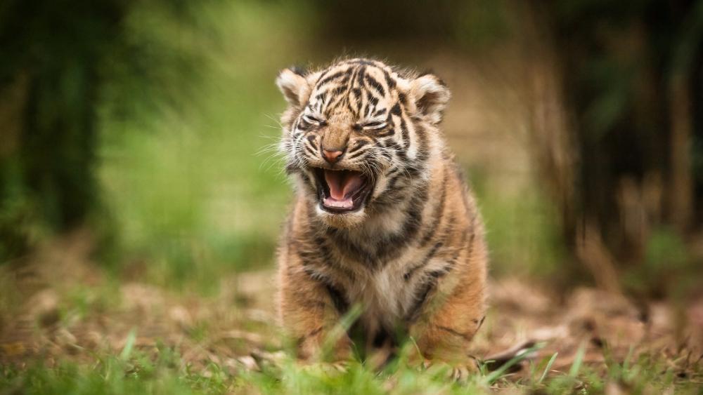 Adorable Tiger Cub Exploring the Wild wallpaper