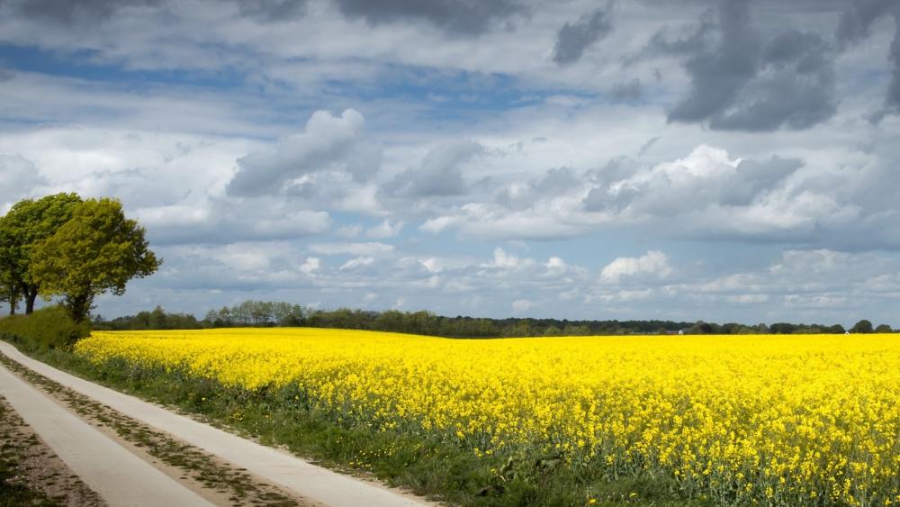 Golden Fields Under Majestic Skies wallpaper