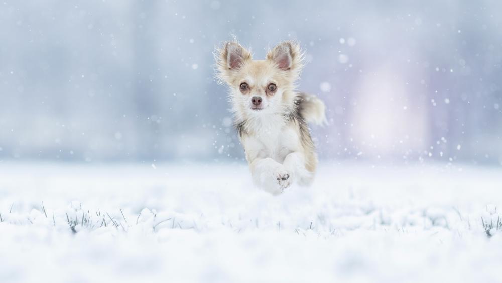 Chihuahua Frolicking in Winter Wonderland wallpaper