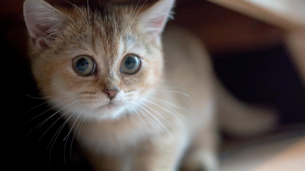 Curious Kitten Gaze Captured in Close-Up Shot wallpaper