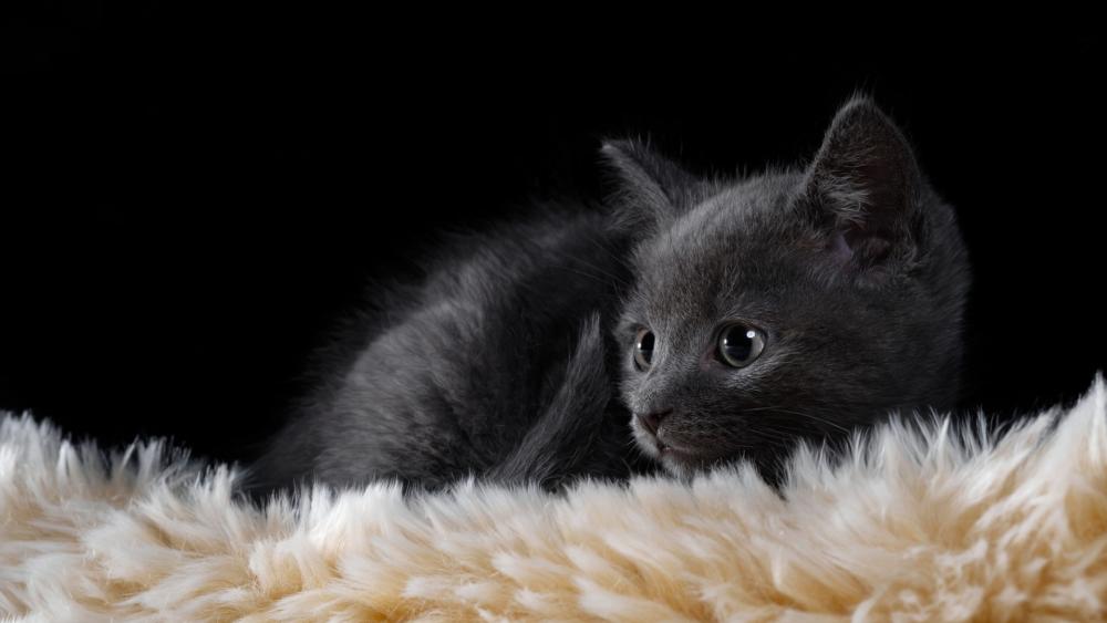 Black Kitten Resting on Soft Fluffy Blanket wallpaper