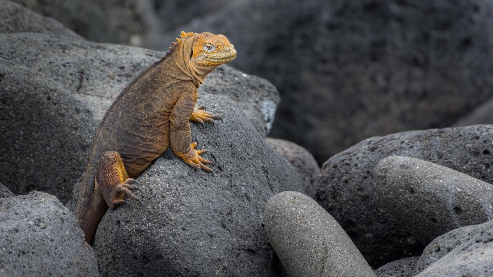 Iguana on Rocky Terrain in Stunning 4K wallpaper