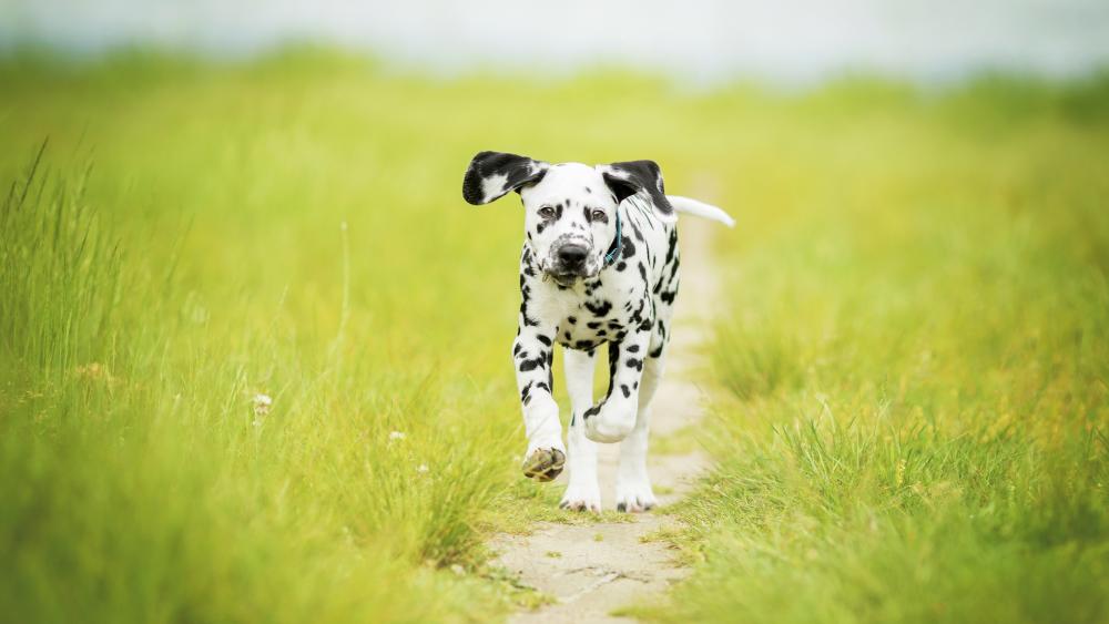 Dalmatian Delight in a Lush Meadow wallpaper