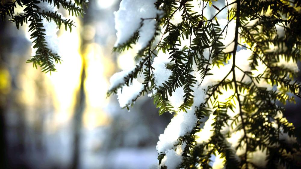 Winter's Quiet Beauty with Snow-Kissed Pines wallpaper
