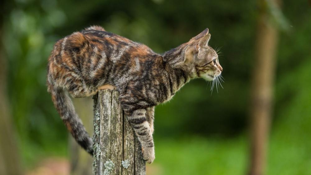 Tabby Cat on Fence Post in Nature wallpaper