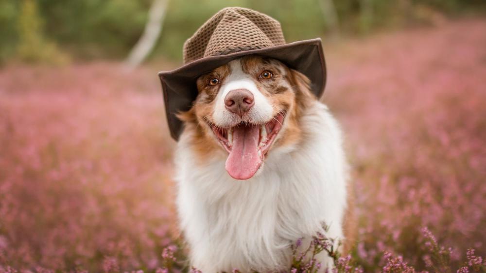 Aussie Charm in Nature's Beauty wallpaper